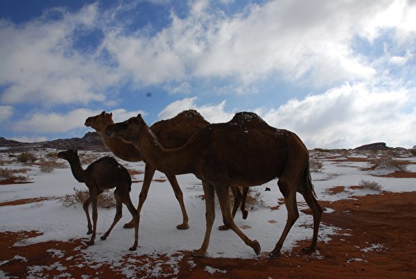 骆驼和白雪