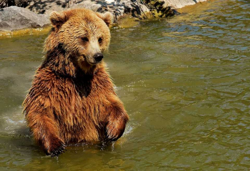 女子冲进森林失踪一个月，研判遭到棕熊袭击死亡。 （图／Pixabay）