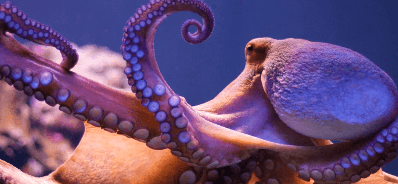 octopuses-are-very-intelligent-they-can-become-candidates-for-the-position-of-ruling-the-earth-when-humans-are-no-more-picture-1-qV3ORDvK8.png