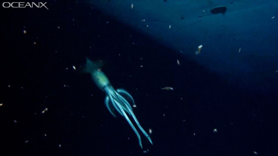 10-strange-creatures-found-in-the-deep-sea-in-2021-picture-9-RSmxkzqmI.jpg